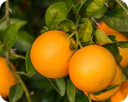 produção Laranja