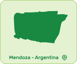 produção Pêssego