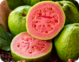 produção Goiaba produção Goiaba