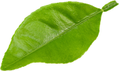 Um close de uma folha verde em um fundo branco