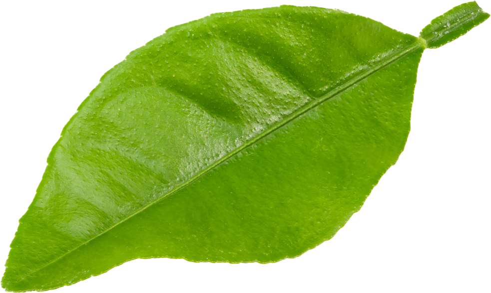 Um close de uma folha verde em um fundo branco