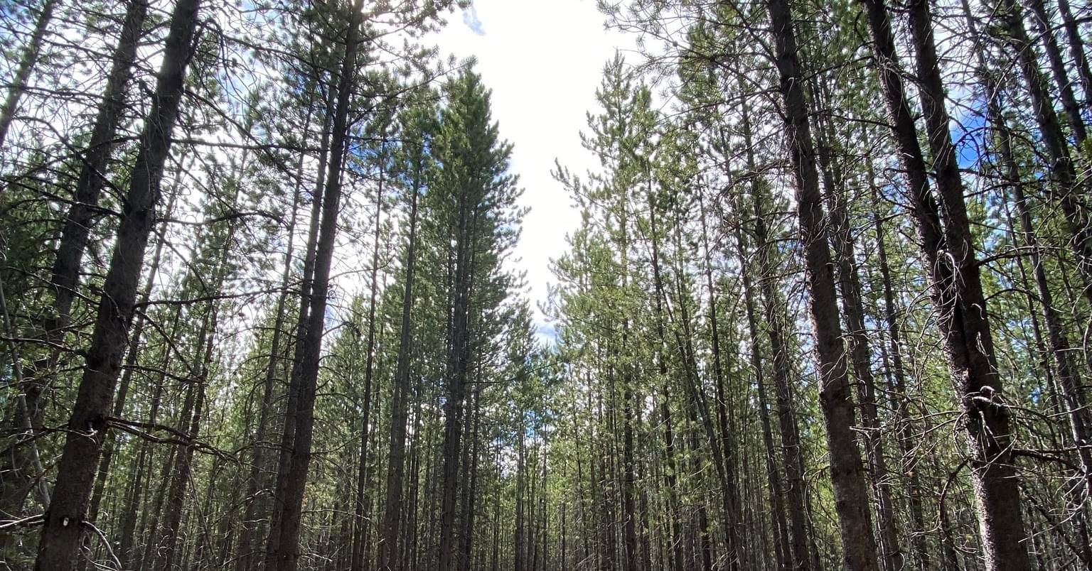 The sun is shining through the trees in the forest