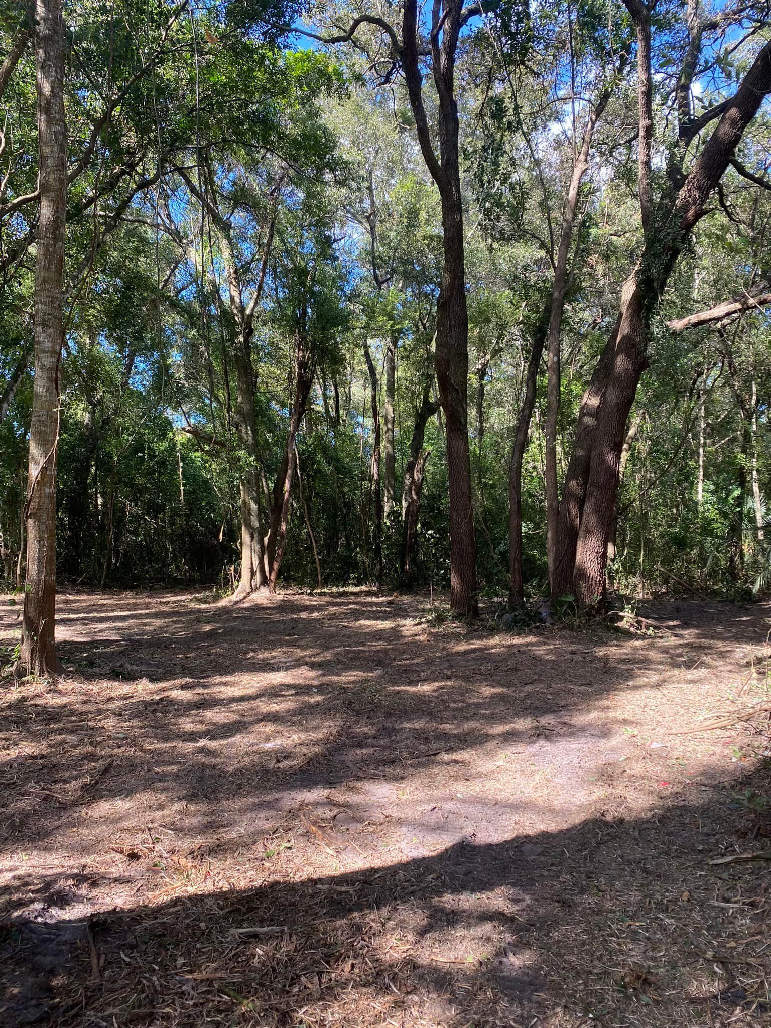 A dirt path in the middle of a forest surrounded by trees.
