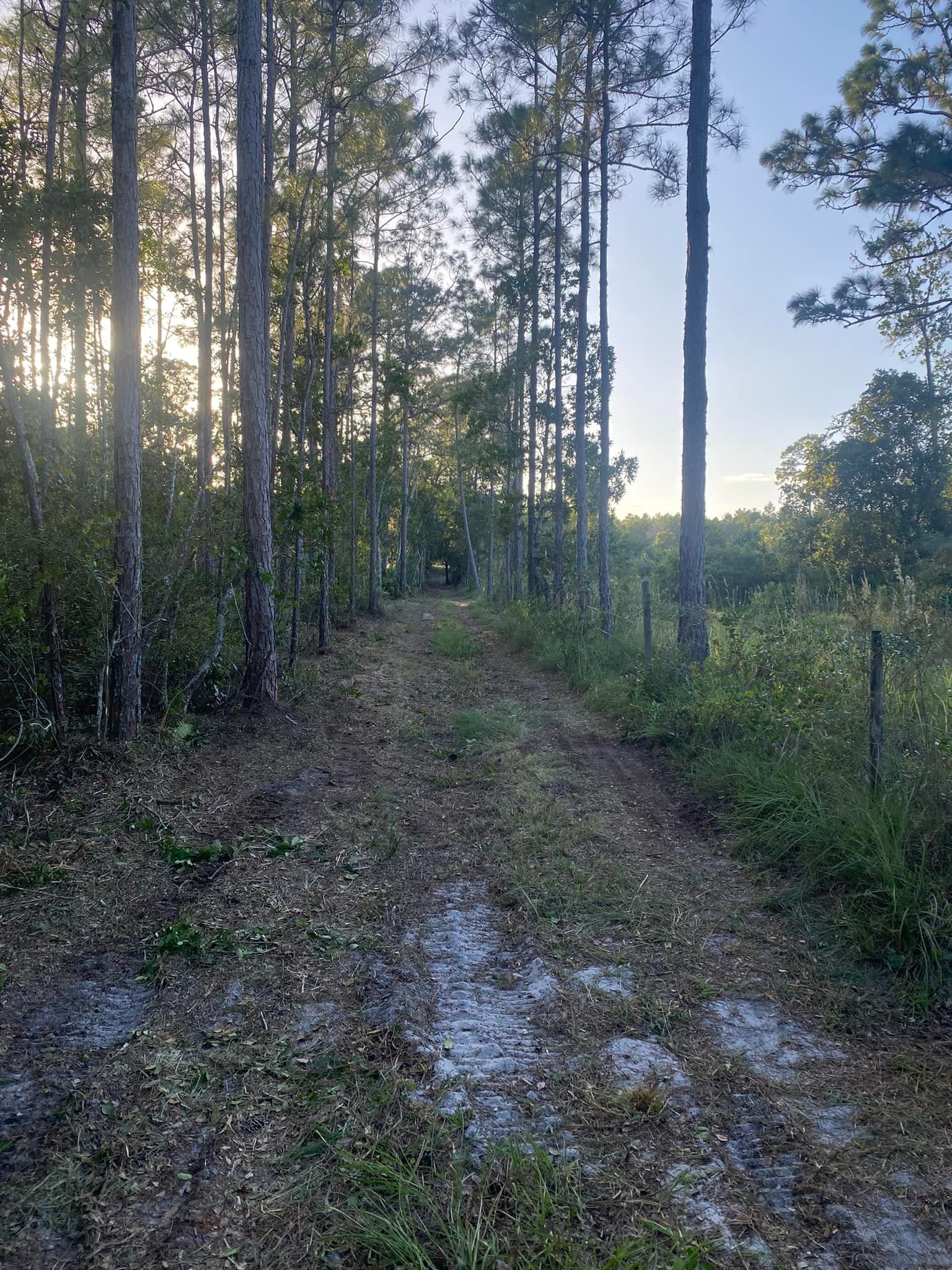 A dirt road in the middle of a forest surrounded by trees.