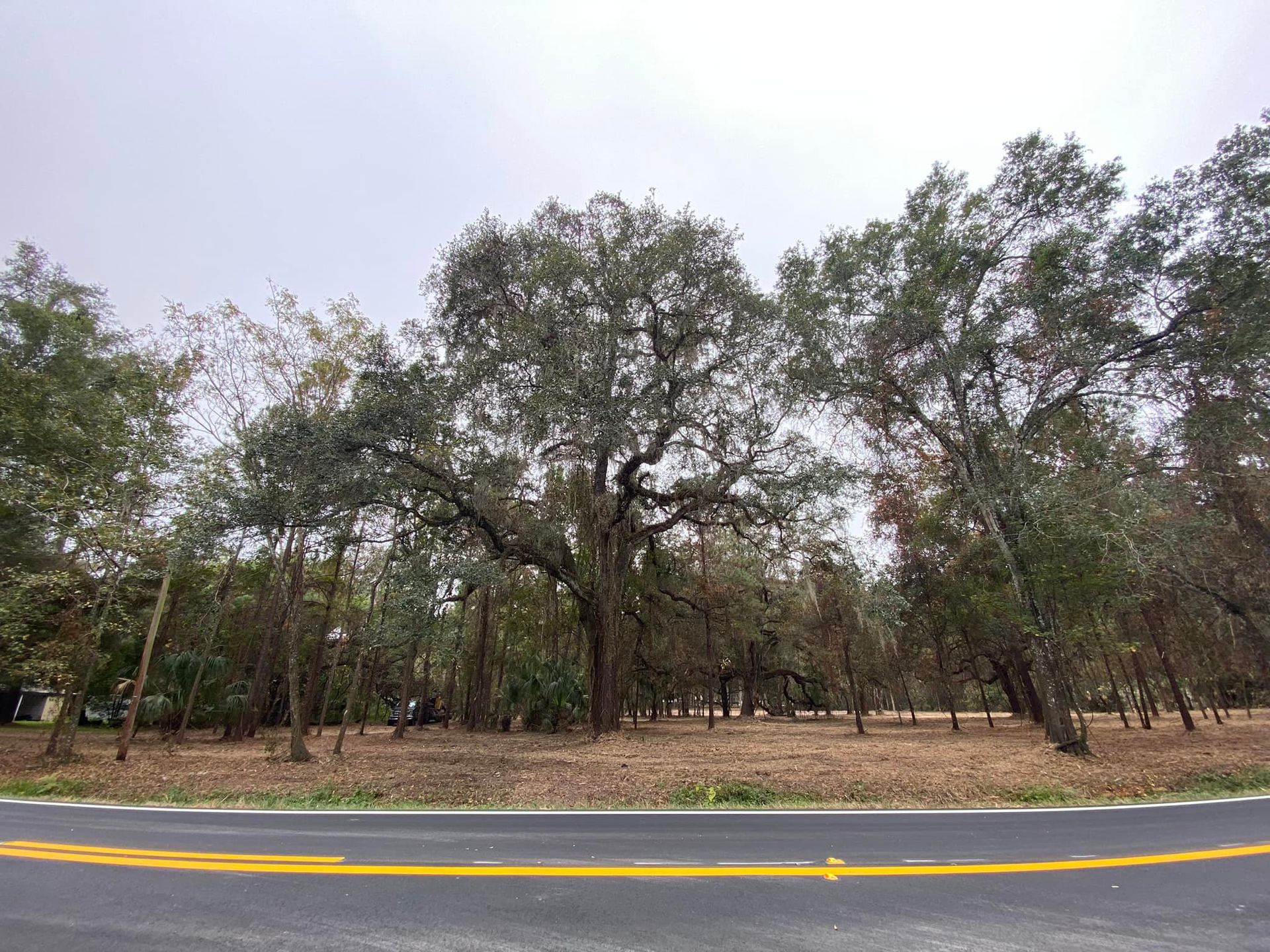 A row of trees along the side of a road.
