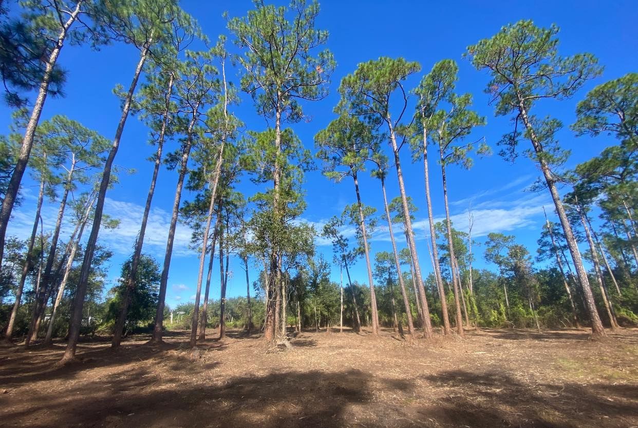 A row of pine trees in a forest with a blue sky in the background.