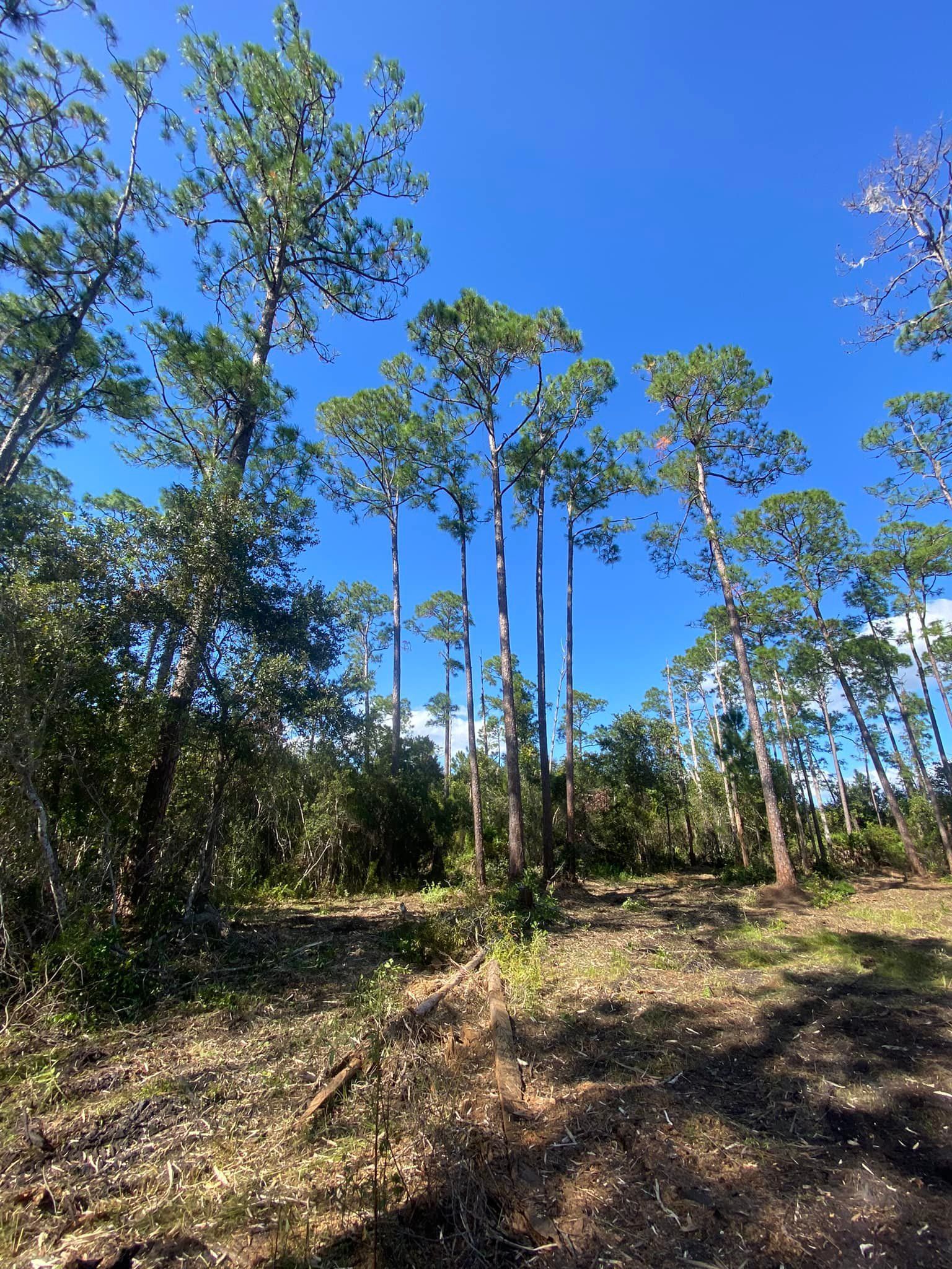 A row of pine trees in a forest with a blue sky in the background.