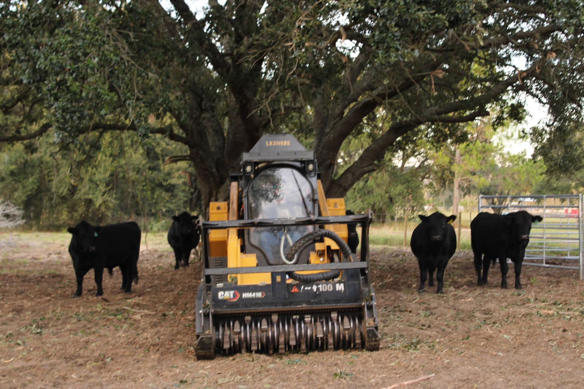 A yellow and black tractor is surrounded by cows in a field