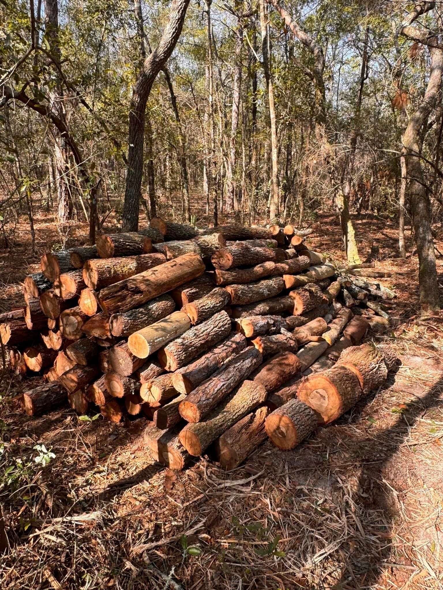 A pile of logs in the middle of a forest.
