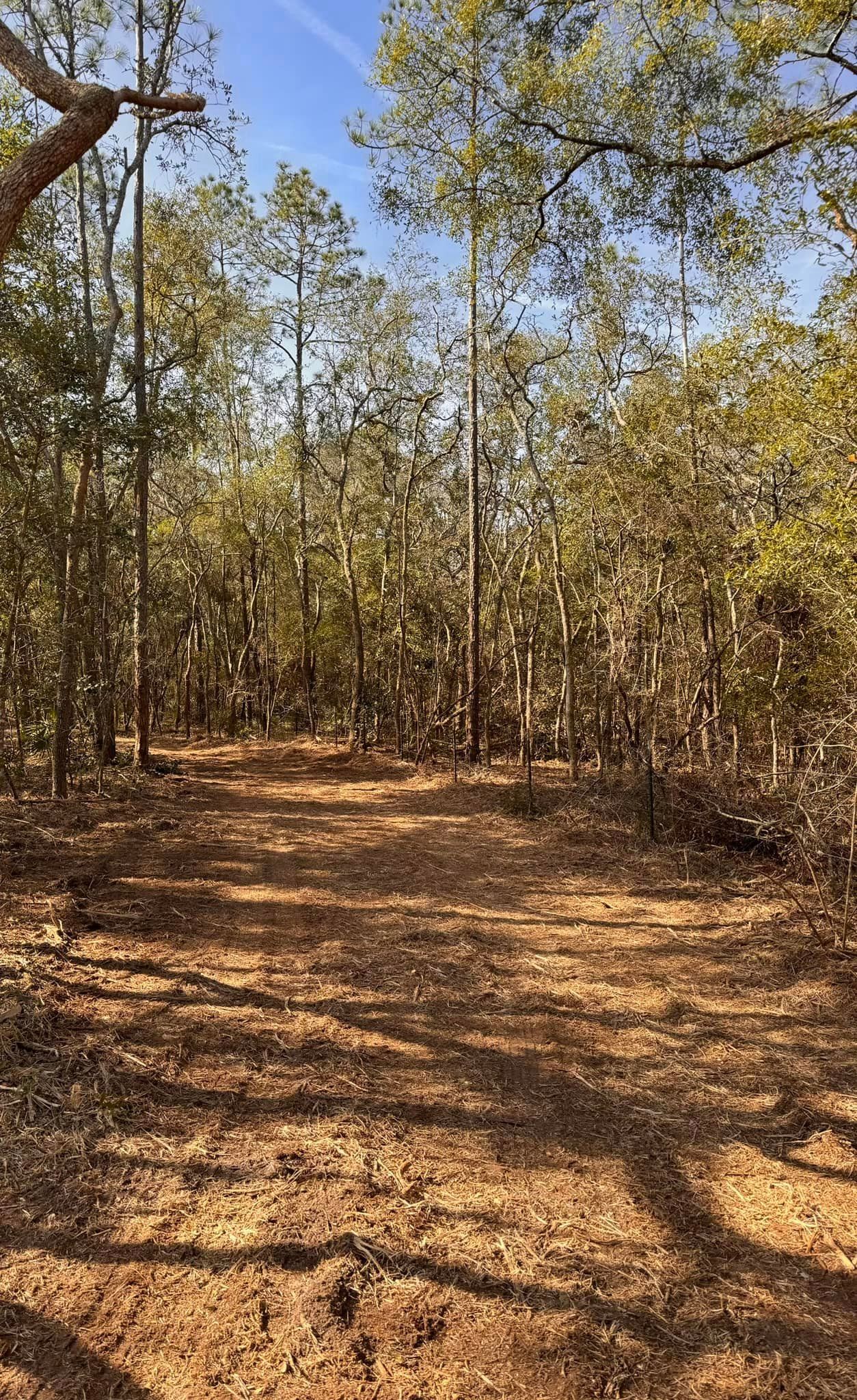 A dirt path in the middle of a forest surrounded by trees.