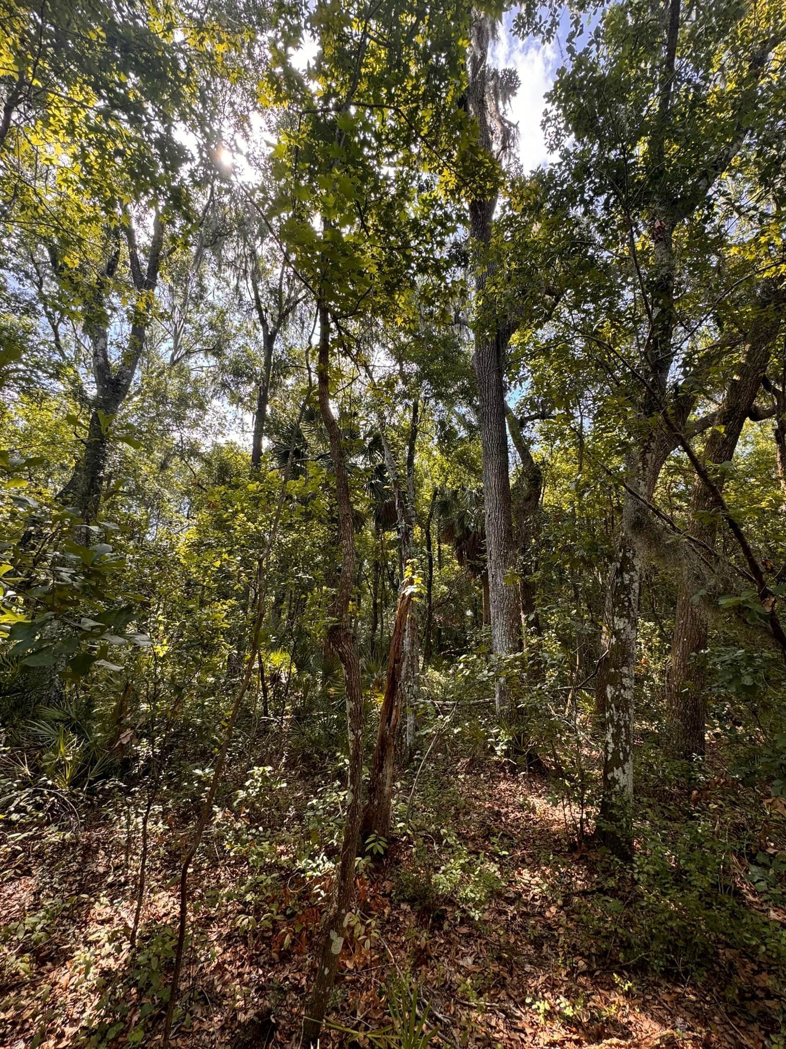 The sun is shining through the trees in the woods.