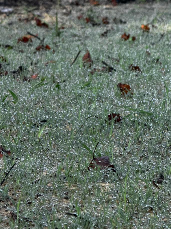 Dew-covered grass with scattered brown leaves.