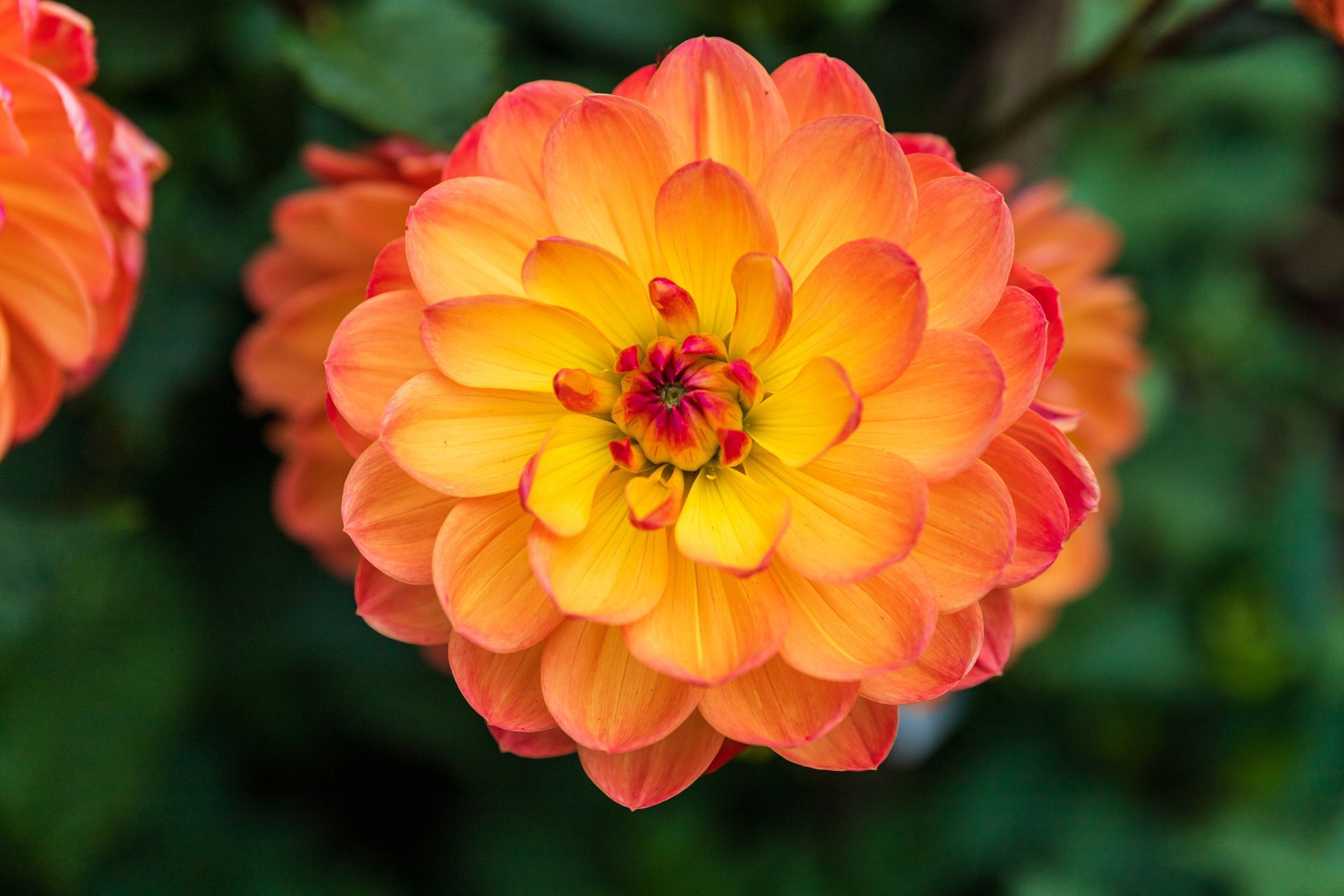 Orange-yellow dahlia flower in bloom against a dark green background