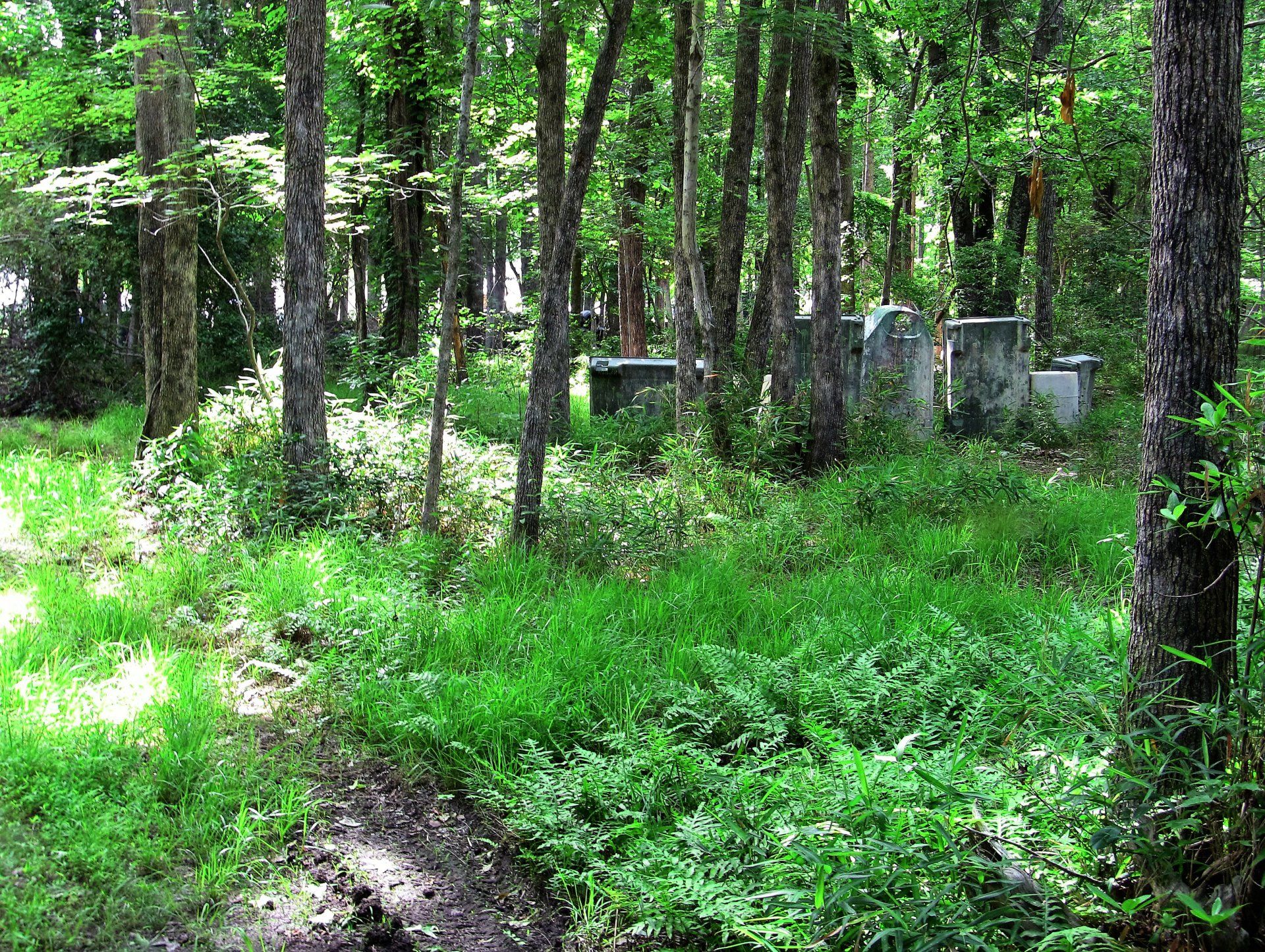 A cemetery in the middle of a forest surrounded by trees and grass.