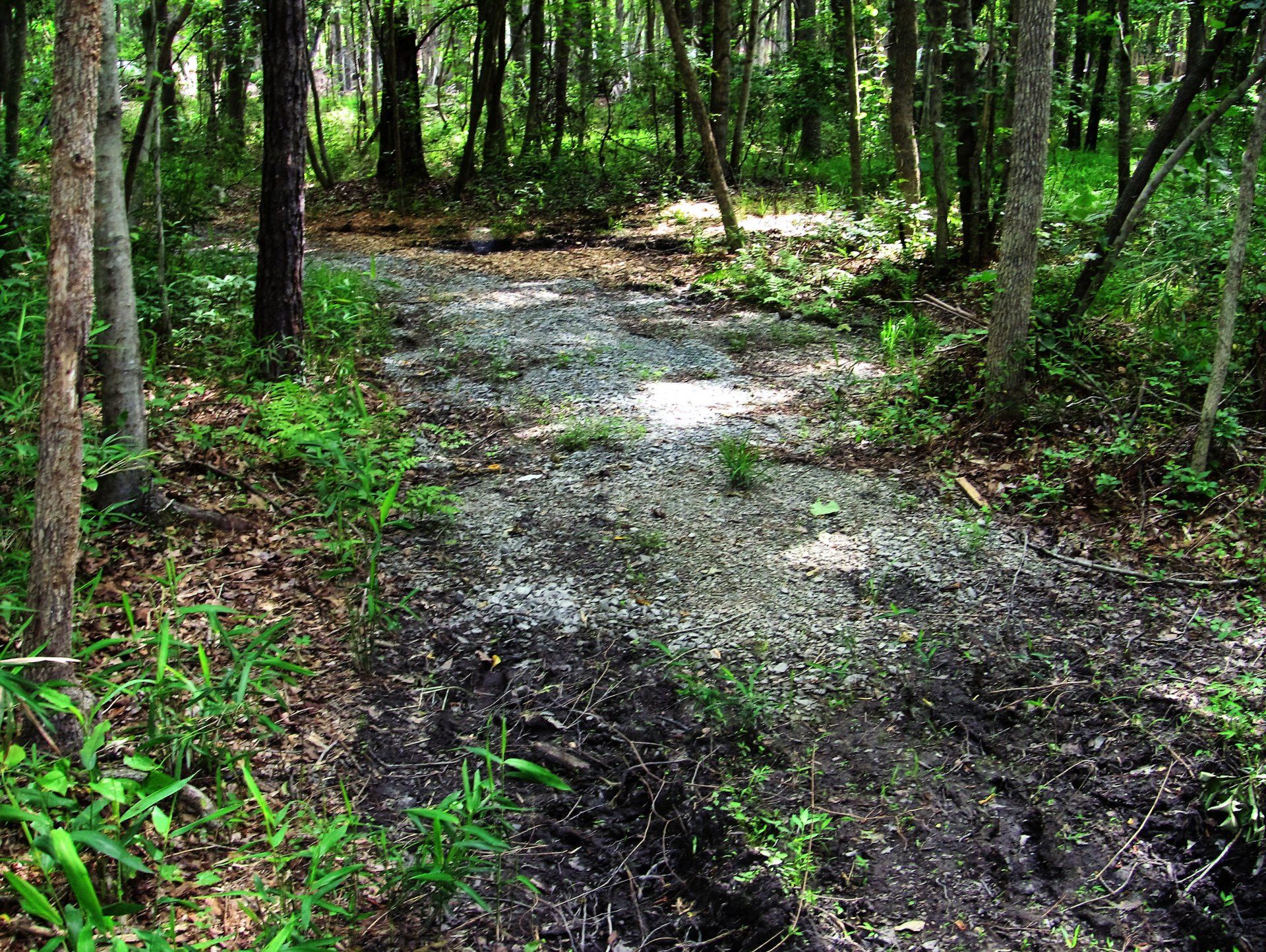A muddy path in the middle of a forest surrounded by trees.