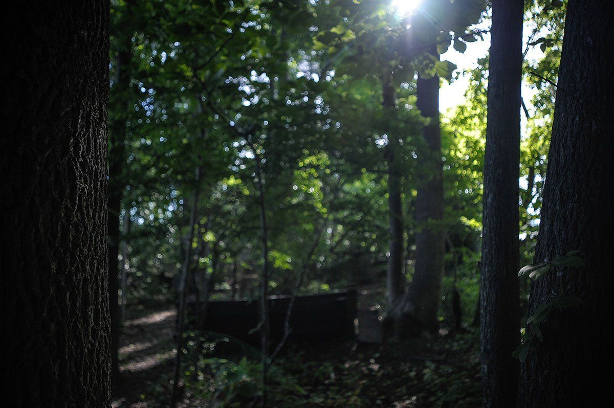 The sun is shining through the trees in a dark forest