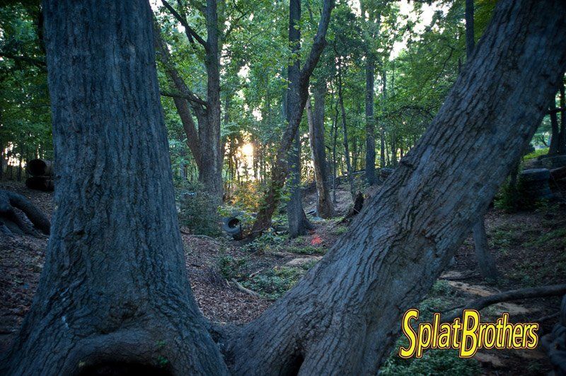 A tree with a hole in it in the middle of a forest.