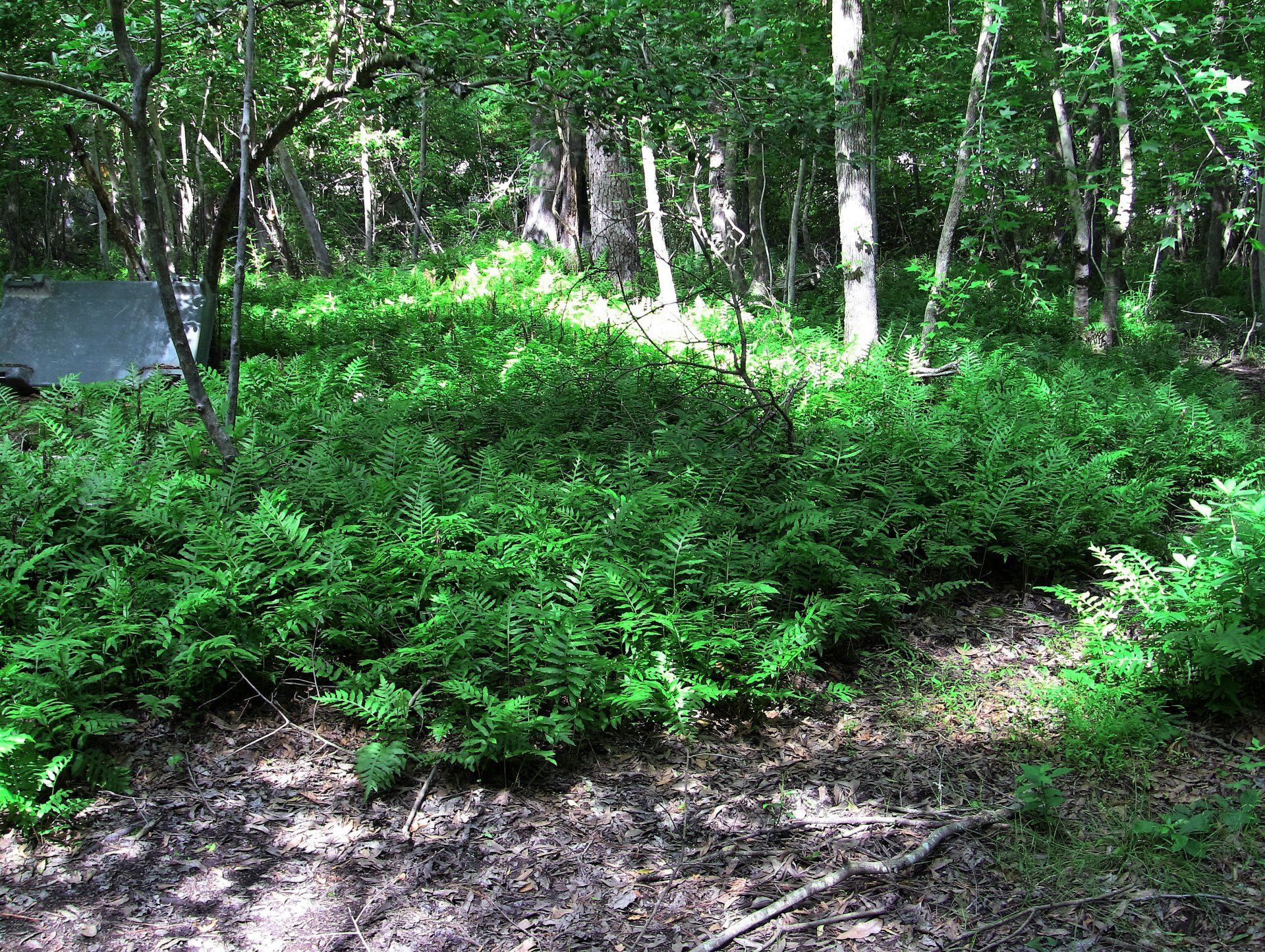 Undercity Field at Black River Gallery