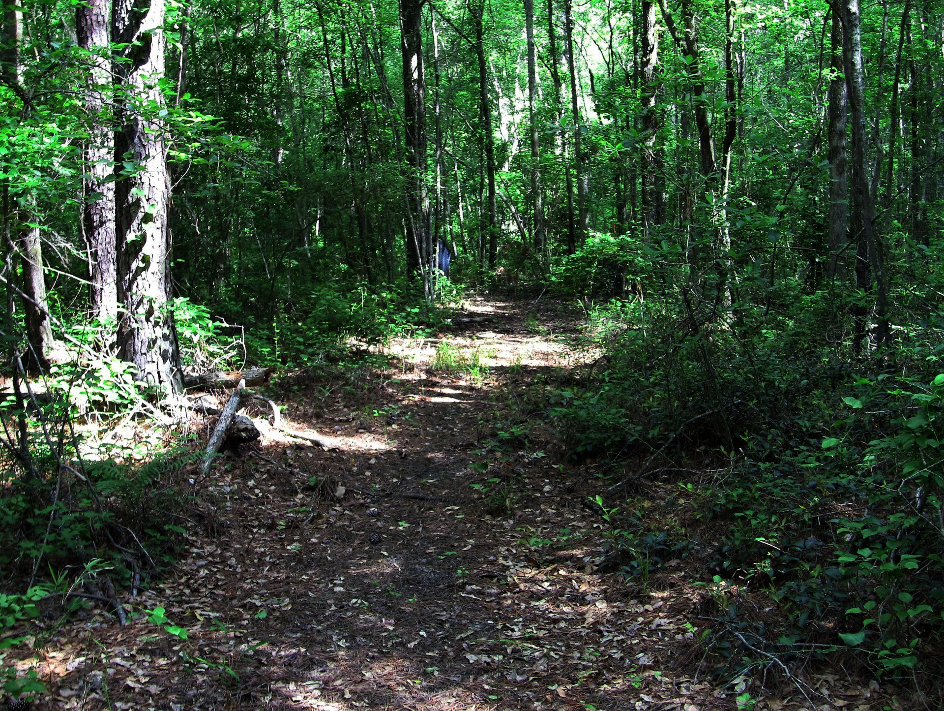 A dirt path in the middle of a forest surrounded by trees.