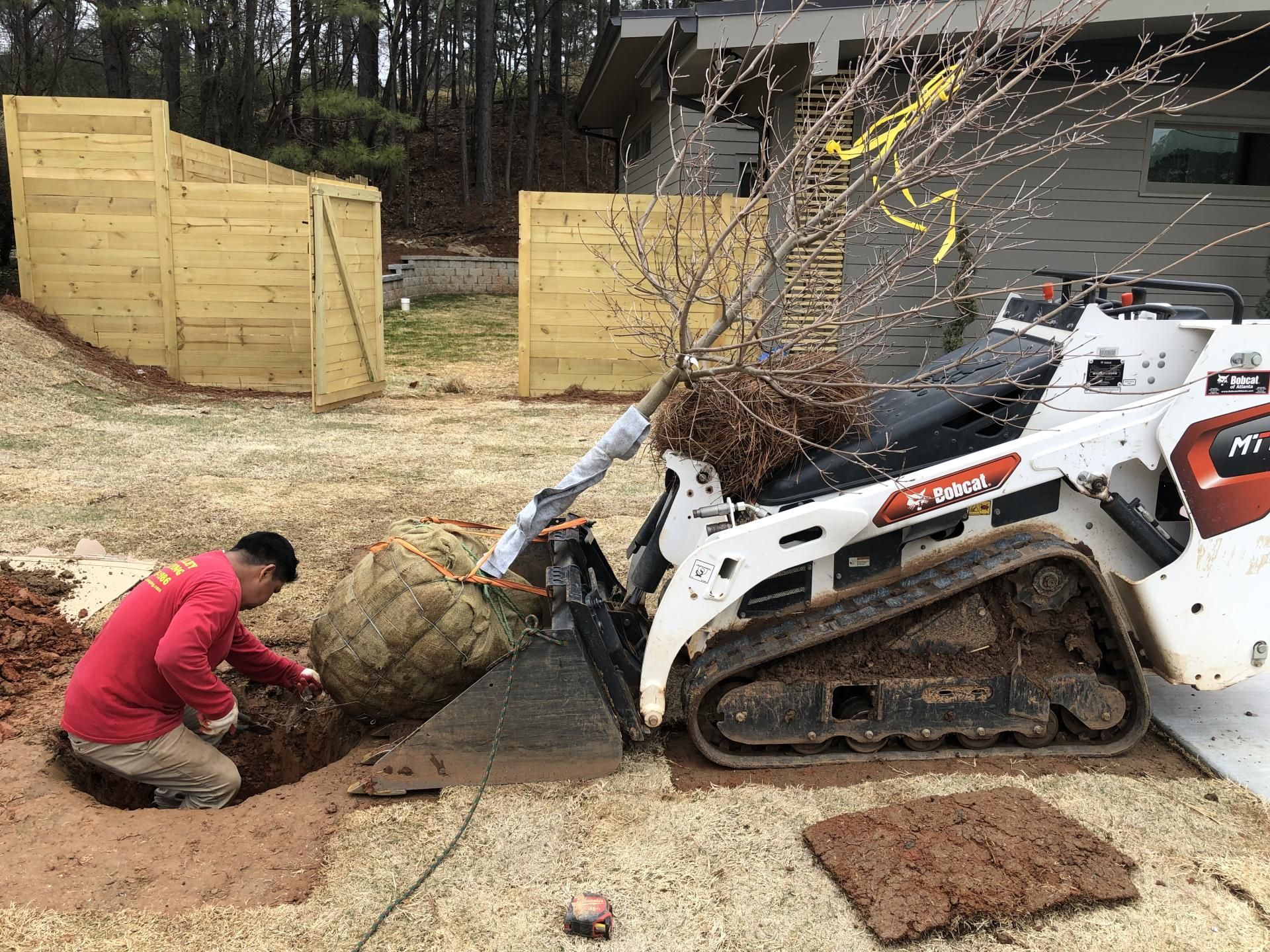 Man in red shirt planting a tree using a Bobcat. The tree's rootball is in burlap, near a wooden fence.