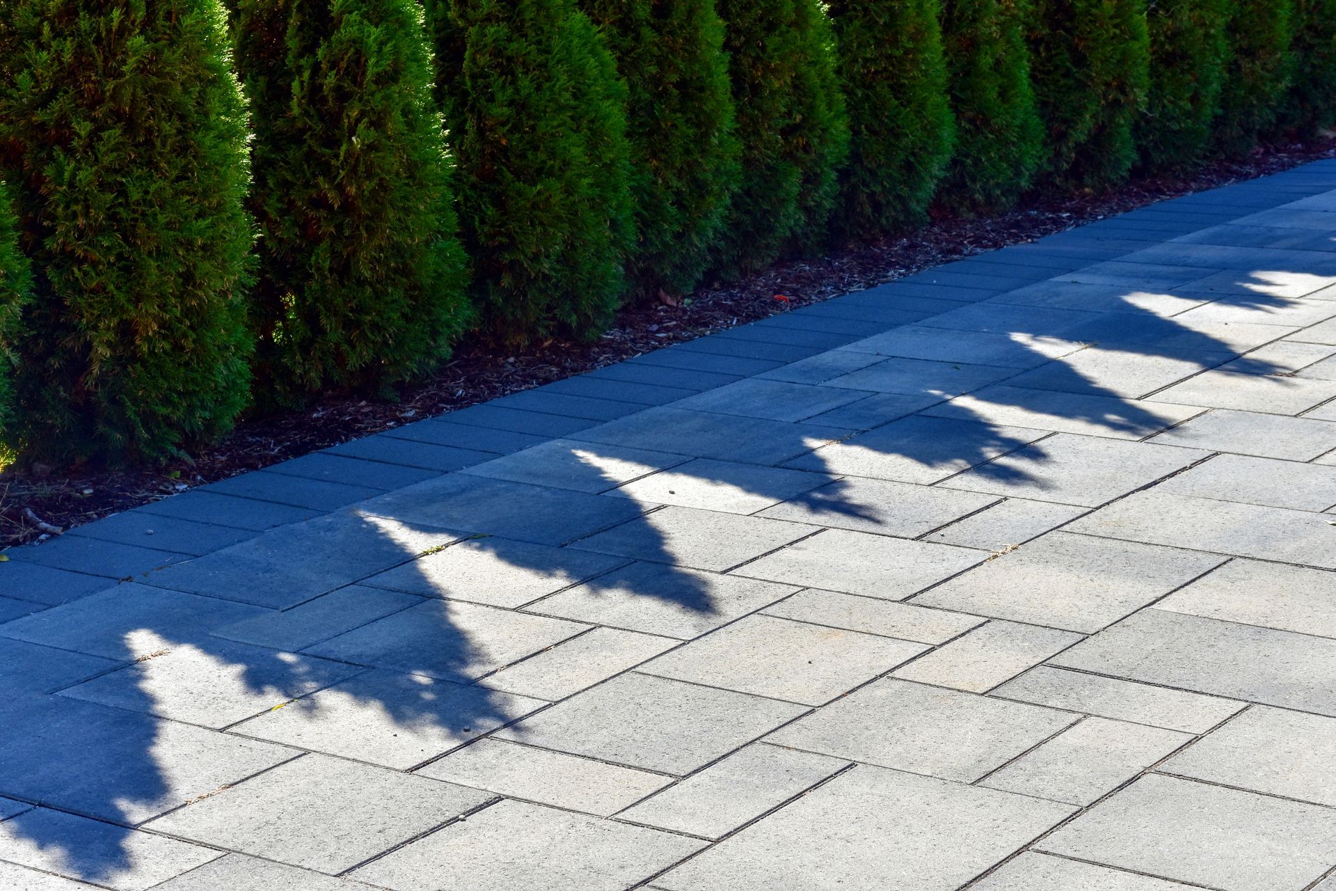 Row of green evergreen trees casting triangular shadows on a gray brick pathway.