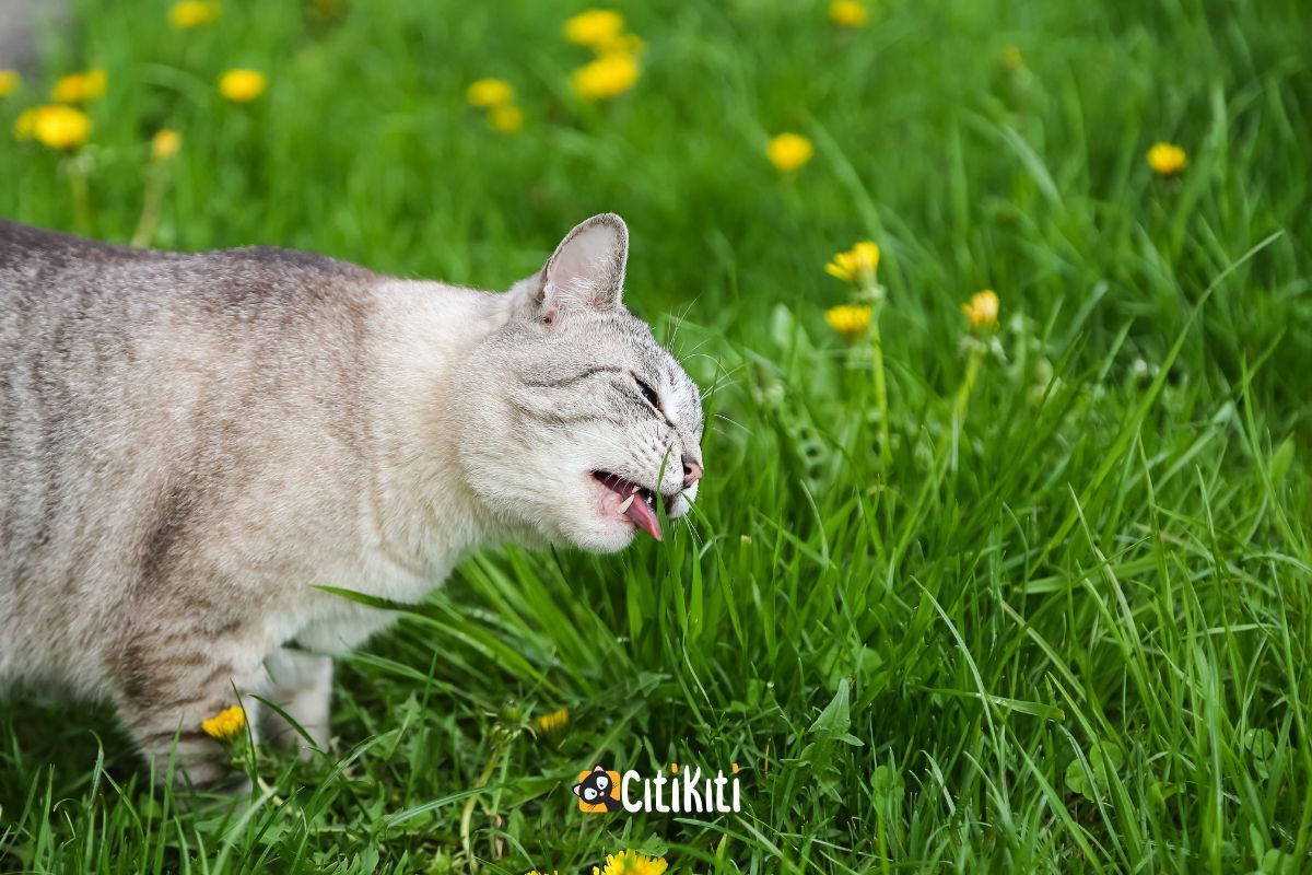 cat eating grass