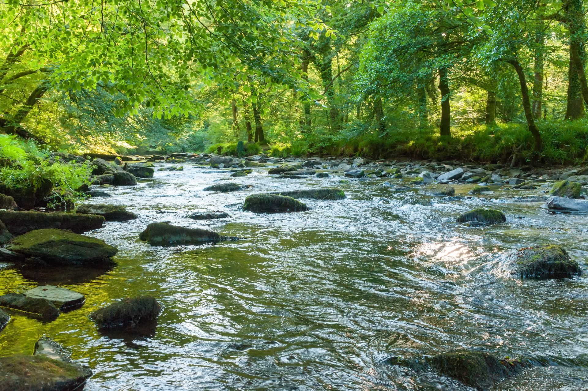 A river flowing through a lush green forest surrounded by trees and rocks.