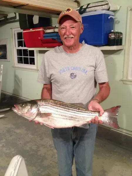 Man holding striped bass, wearing a hat and a 