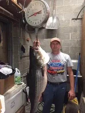 Man holding a large striped bass hanging from a scale; indoor, neutral setting.