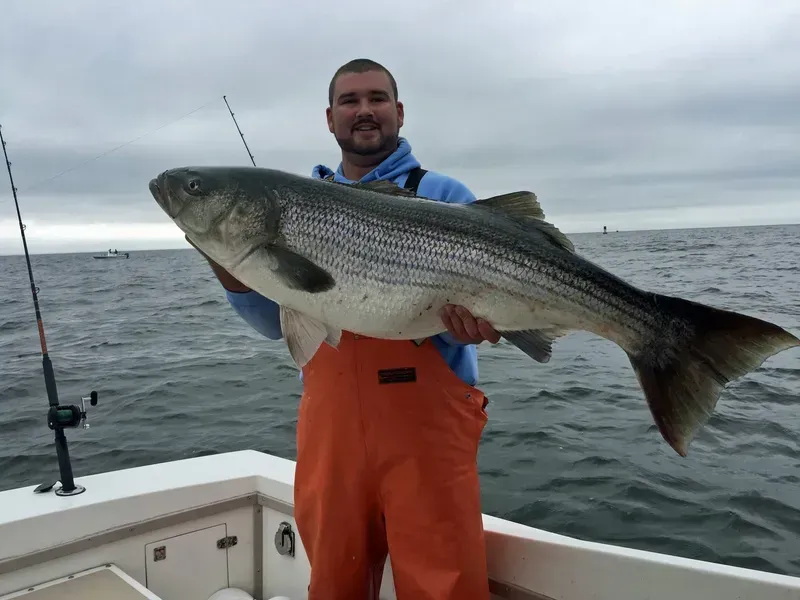 Man on a boat holding a large striped bass. He is wearing orange overalls, on a cloudy day.