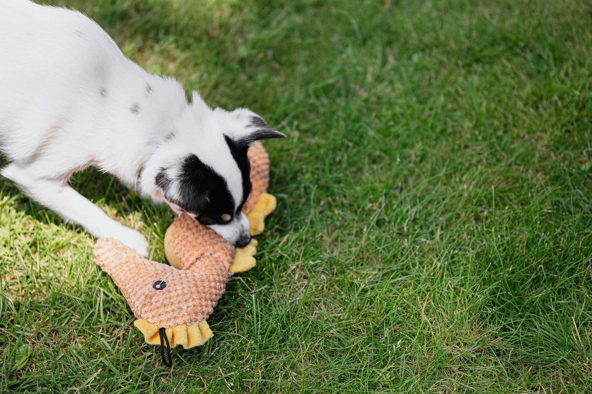 A dog is playing with a stuffed chicken toy in the grass.