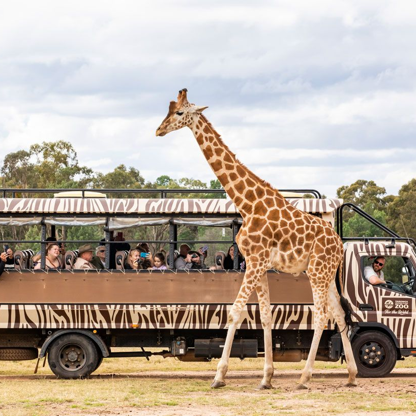 TASMANIA & KING ISLAND