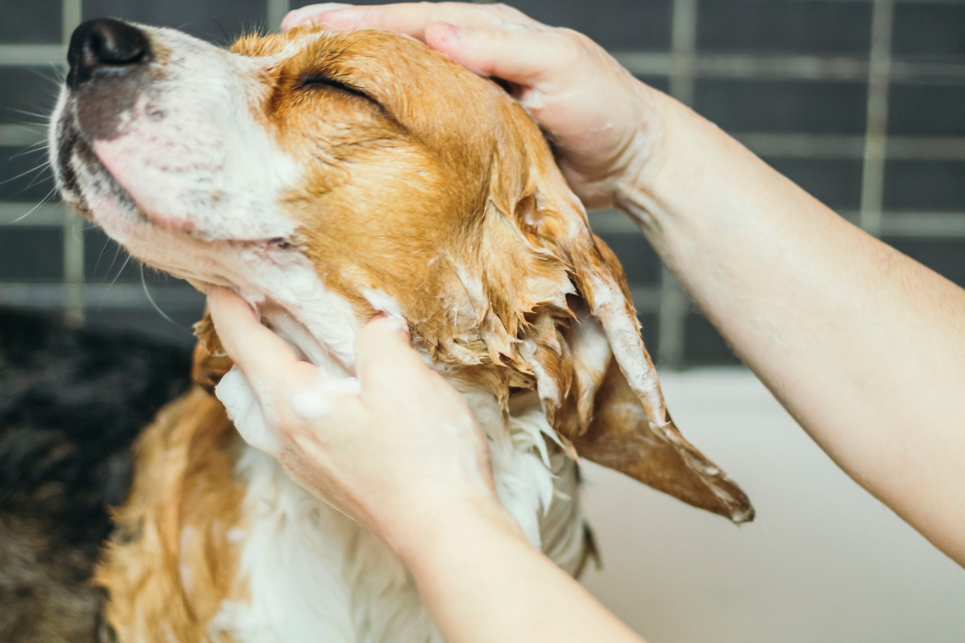 Person washes a wet, brown and white dog with shampoo in a tiled tub.