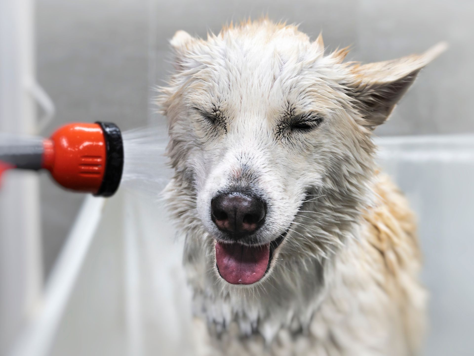 Dog enjoying a shower, water spraying in its face. White and brown fur, eyes closed, tongue out.