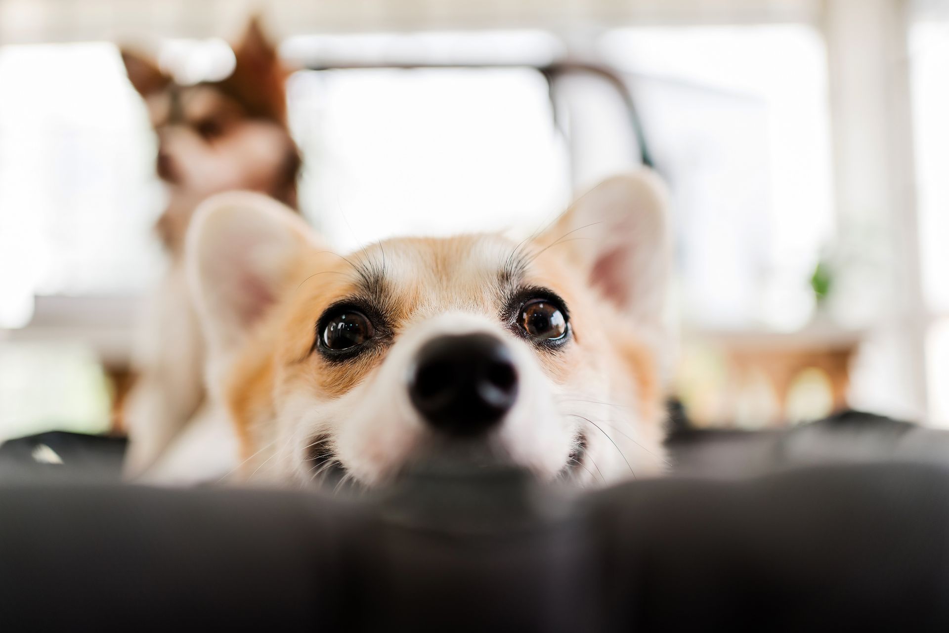 A close-up of a corgi with a sweet expression, another dog blurred in the background.