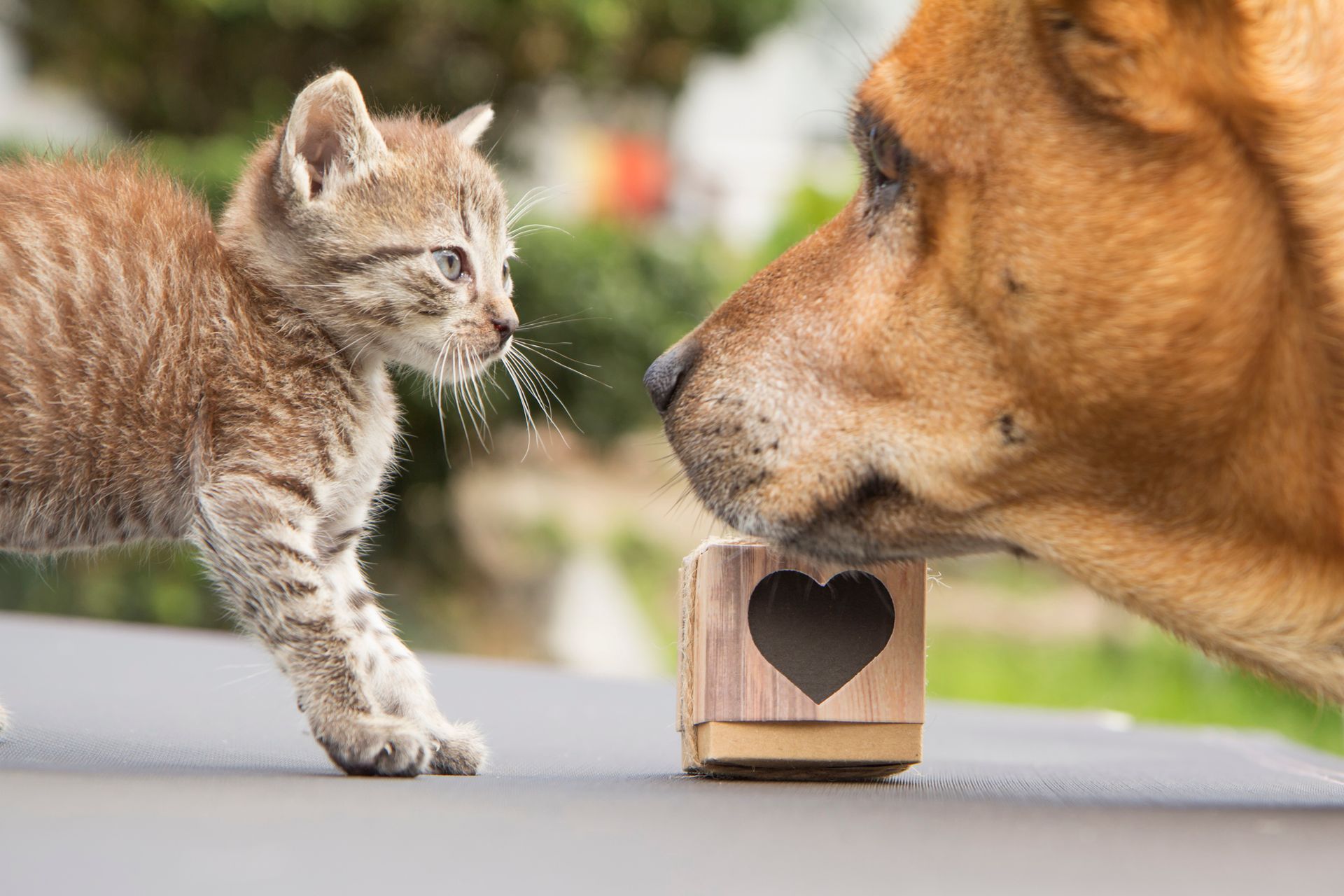 Cat and dog sniffing a wooden box with a heart cutout.