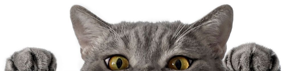 Gray cat with yellow eyes peeking over a white surface, paws visible.