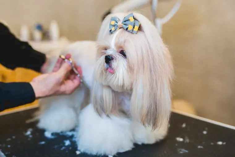 Shih Tzu being groomed, wearing a bow. A person uses scissors. White fur, cream and blue bow.