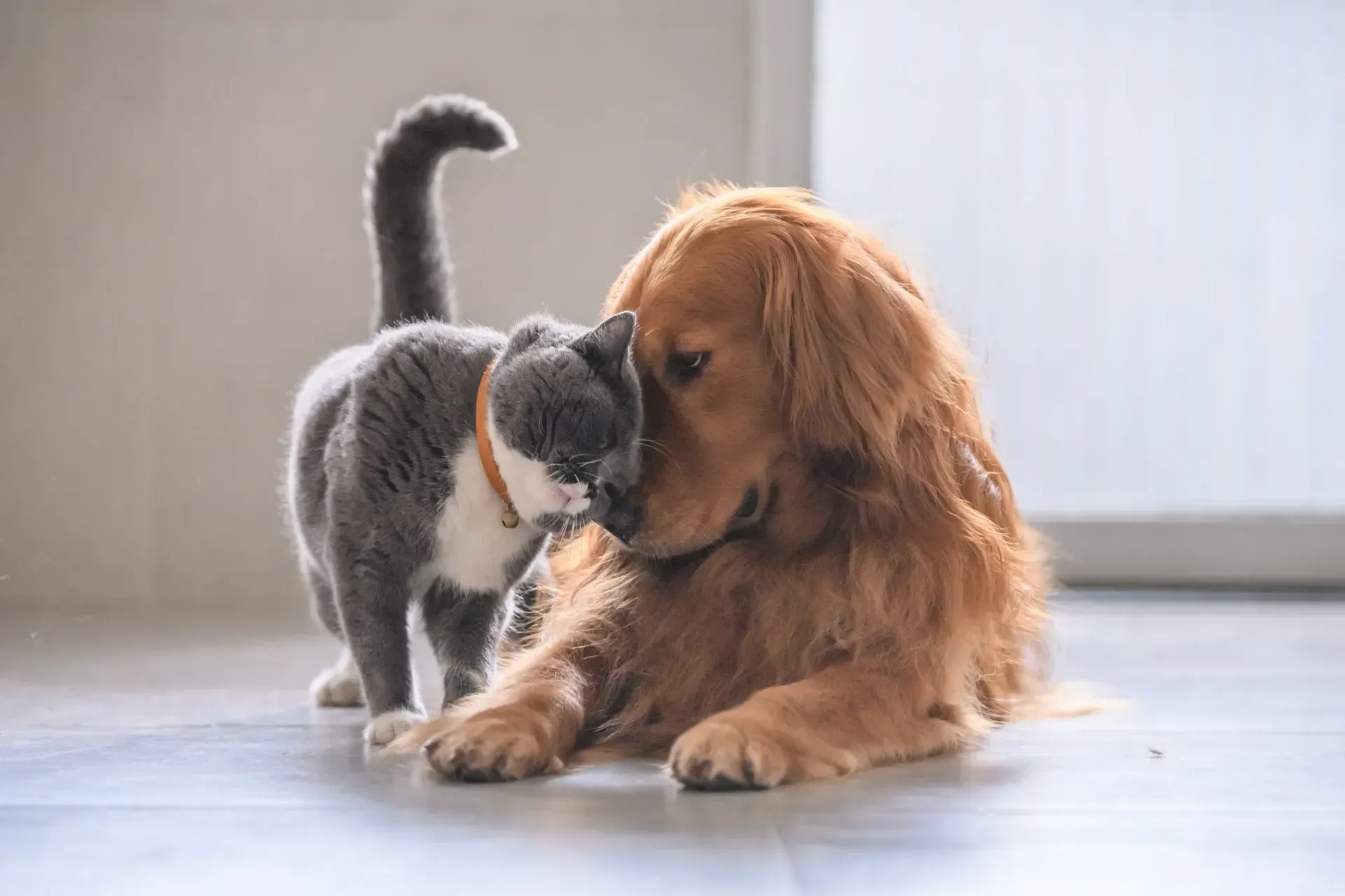 A gray cat nuzzles a golden retriever, both on a light floor, near a window.