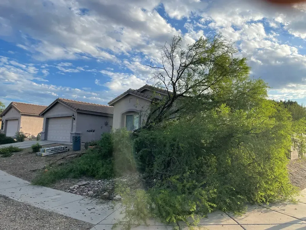 A house with a large, overgrown tree on a corner lot under a cloudy sky.