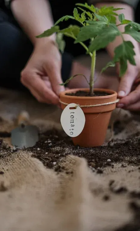 Uma pessoa está plantando um tomateiro em um pequeno vaso