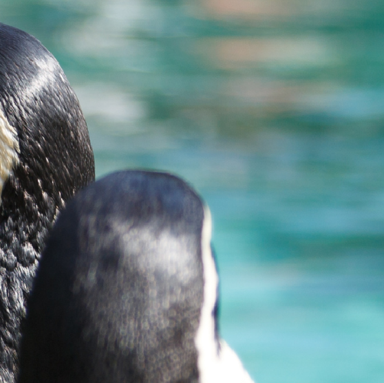 Um homem e uma mulher estão se beijando em frente ao pôr do sol.