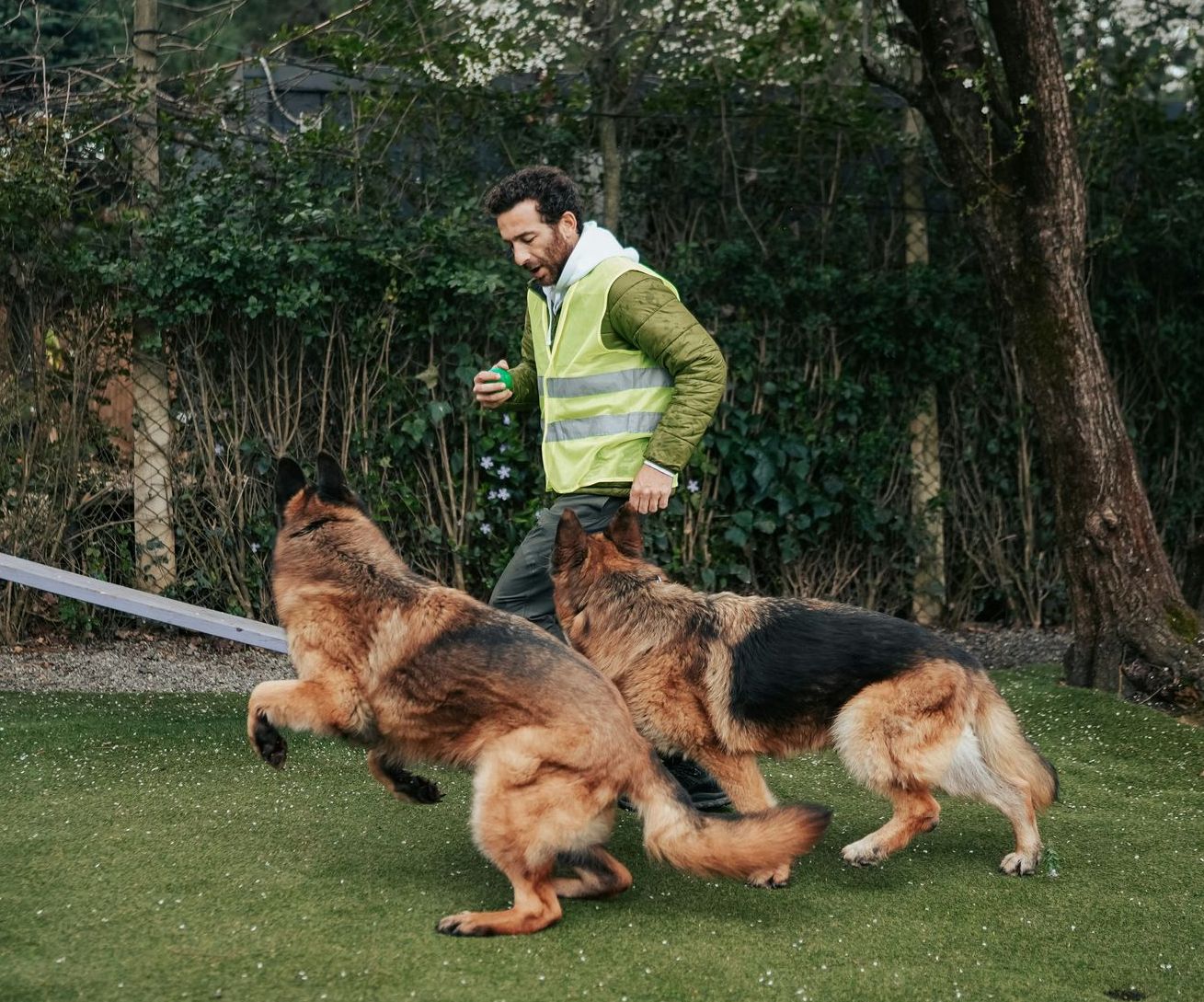 A man is walking two german shepherds on a leash.