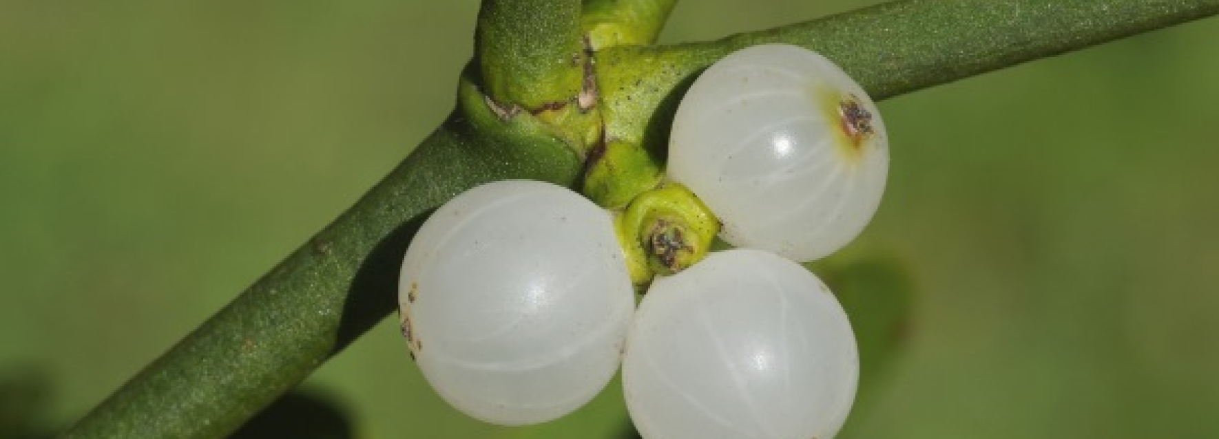 Um close de três frutas brancas penduradas em uma planta.