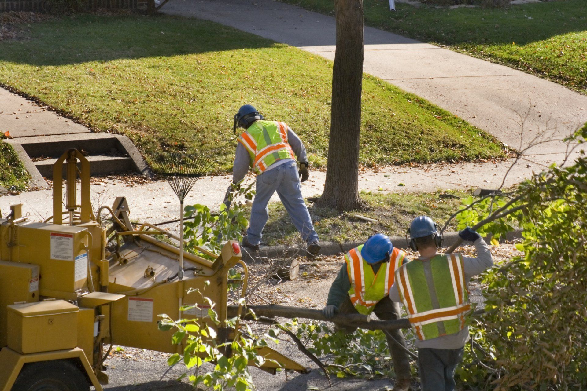 Unwanted Tree Removal — Anaheim, CA — Dels Tree Experts