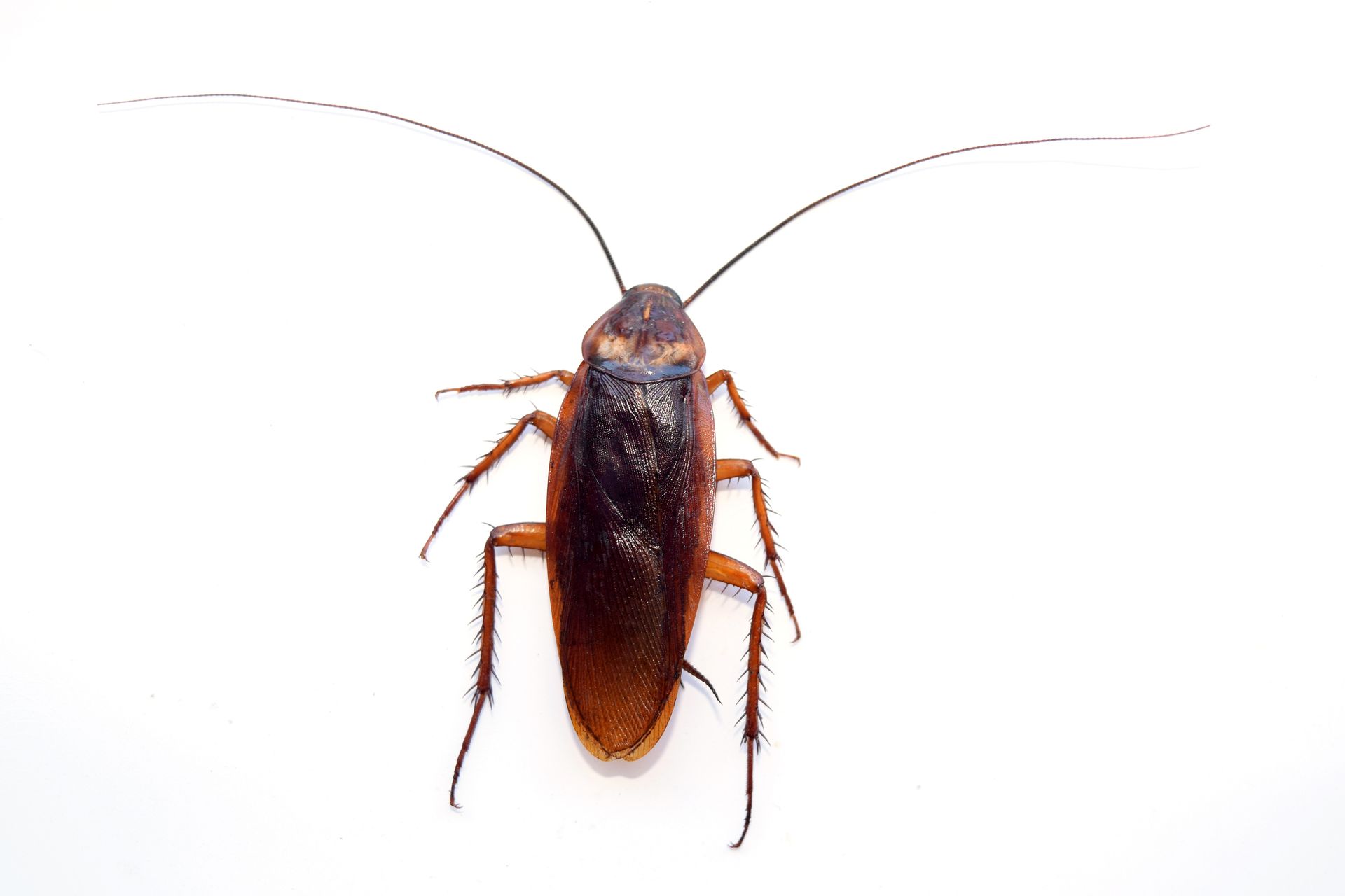 Brown cockroach with long antennae on a white background