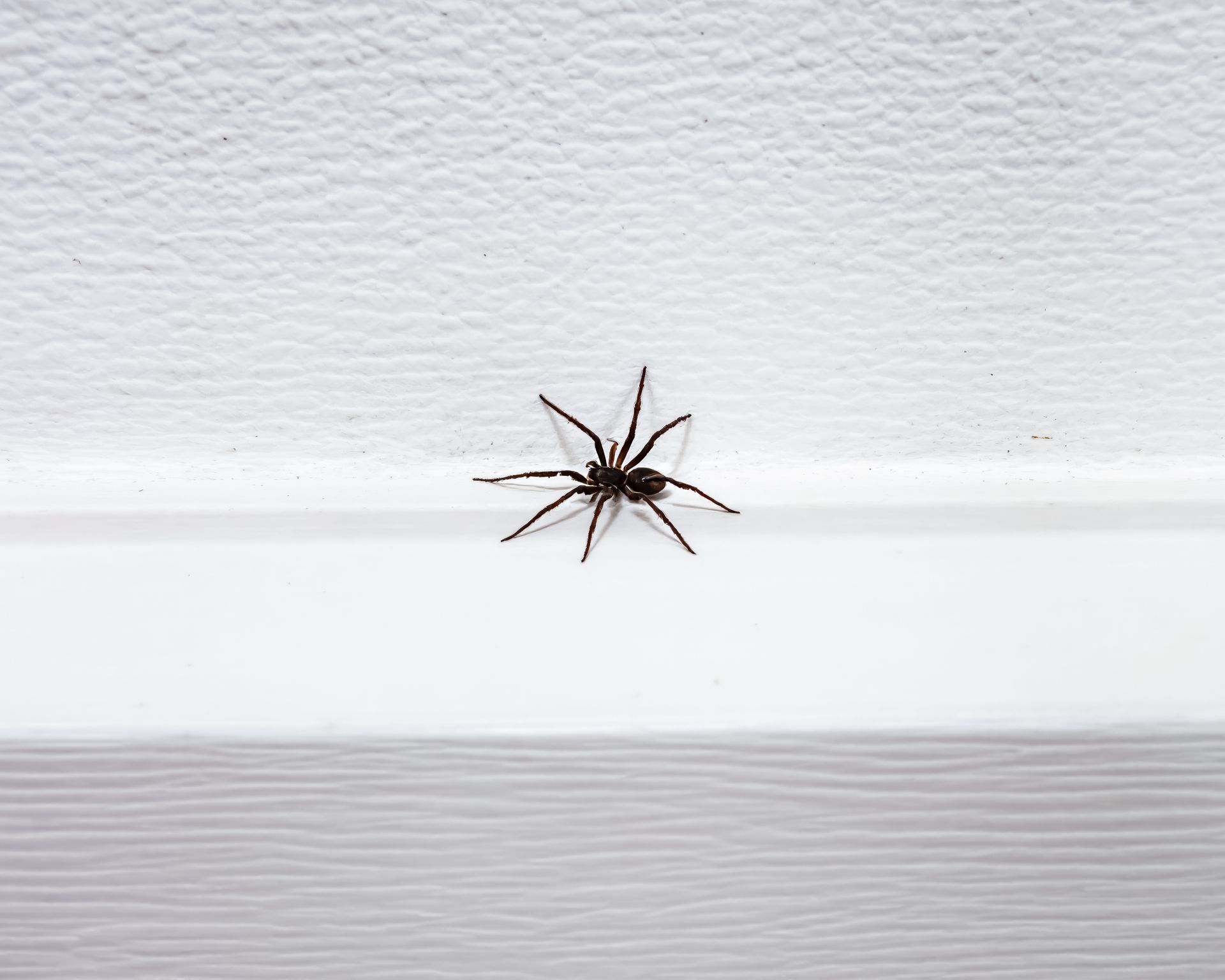 Brown spider on a white wall near a trim ledge
