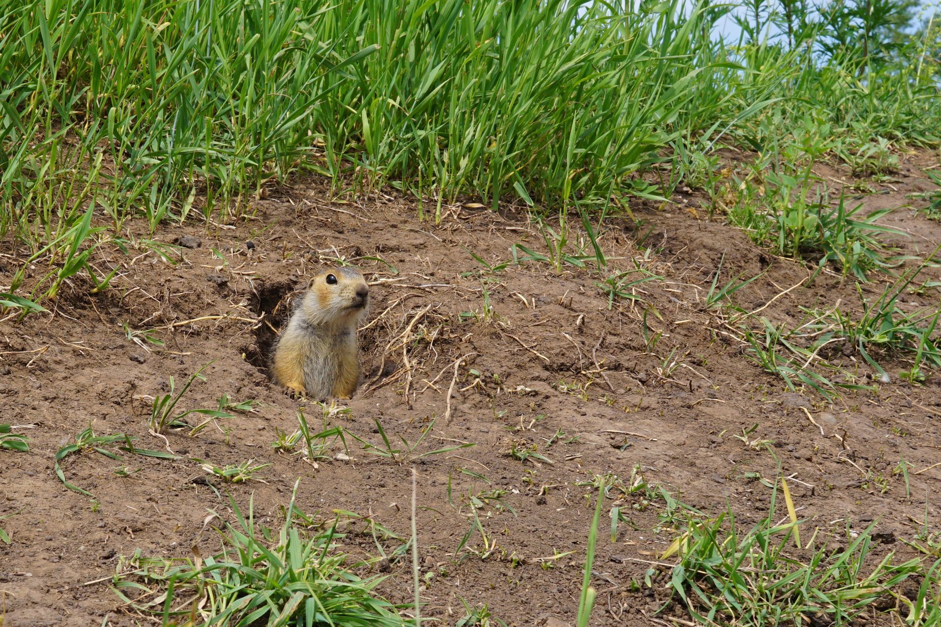 Small prairie dog standing at a burrow entrance in a grassy dirt field