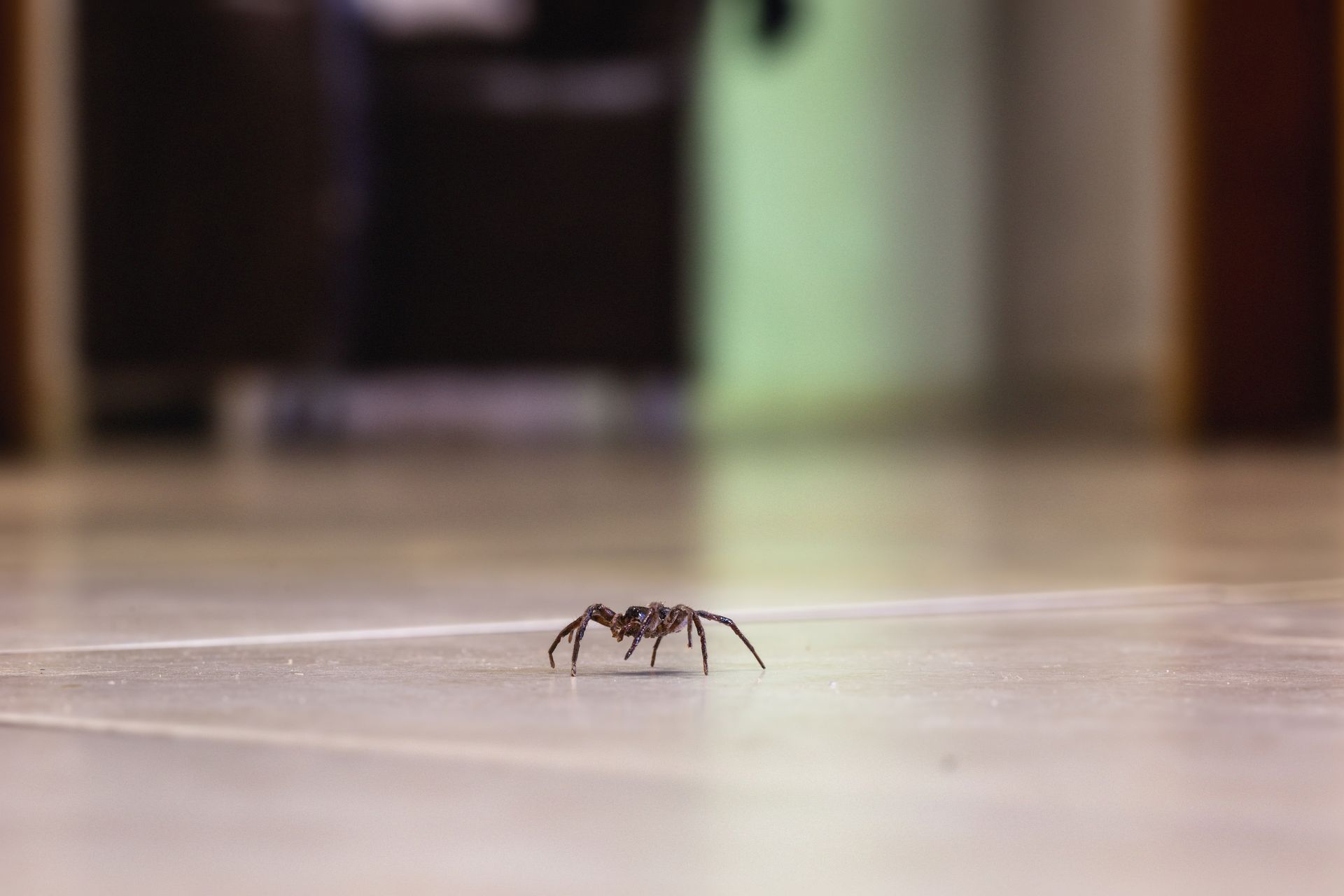 Small spider on a light-colored floor in a blurred indoor hallway