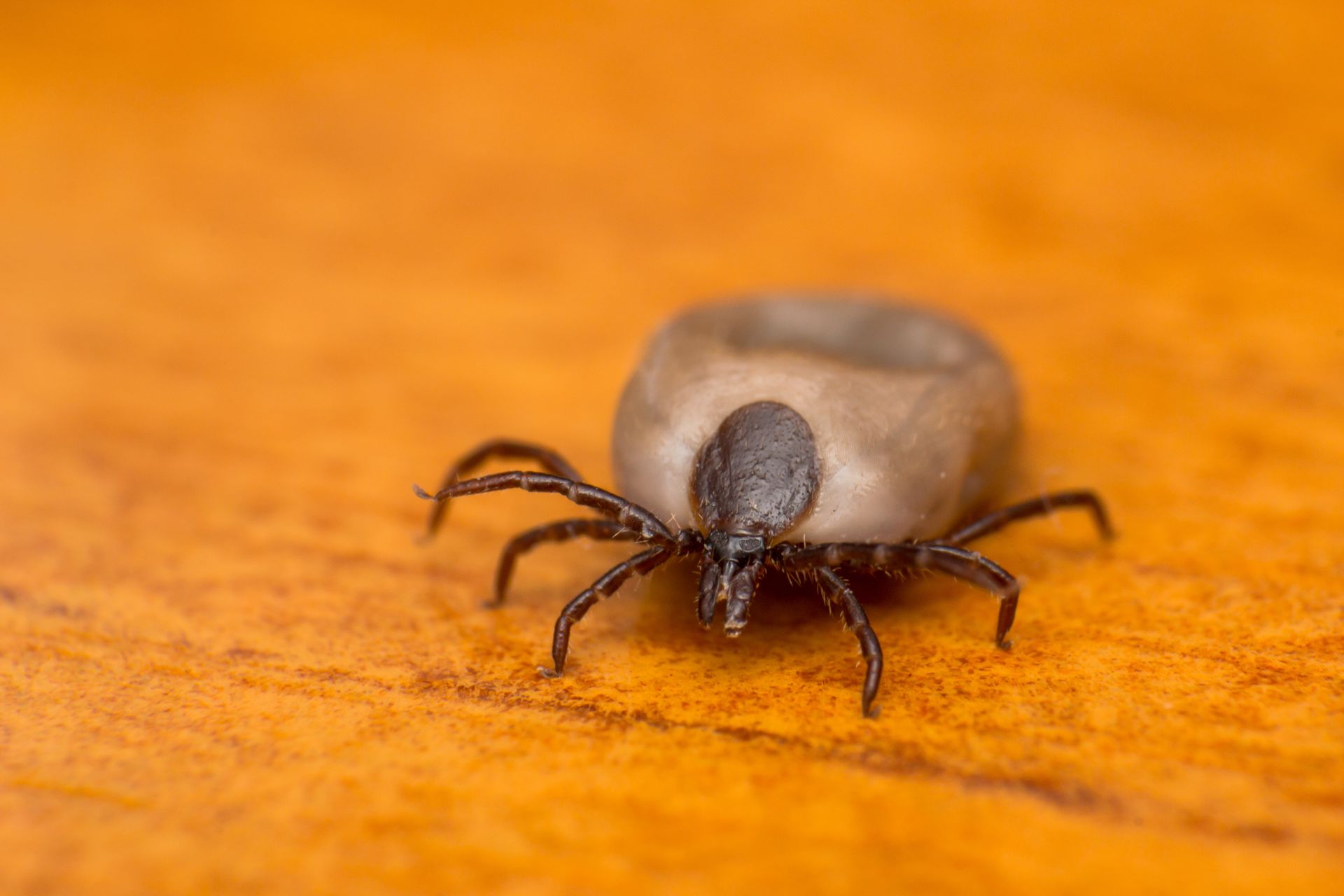 Tick crawling on an orange wooden surface